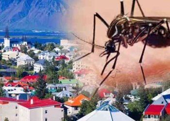 நுளம்பால் பெருமை இழந்த ஐஸ்லாந்து!