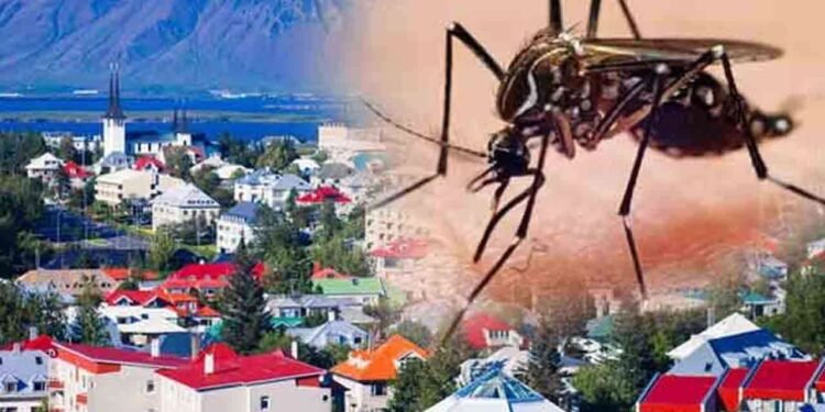 நுளம்பால் பெருமை இழந்த ஐஸ்லாந்து!