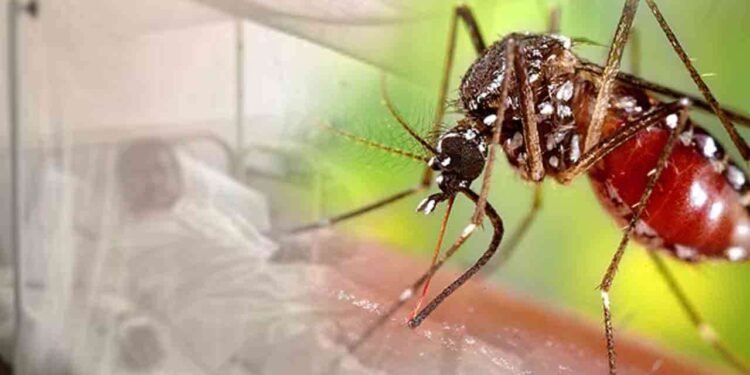 டெங்கு நோயினால் இந்த வருடத்தில் 22 மரணங்கள்!