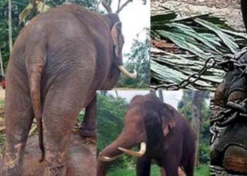 இலங்கைக்கு அன்பளிக்கப்பட்ட 2 யானைகளை தாய்லாந்து அரசு மீளப் பெறுகிறது?