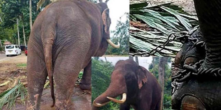 இலங்கைக்கு அன்பளிக்கப்பட்ட 2 யானைகளை தாய்லாந்து அரசு மீளப் பெறுகிறது?