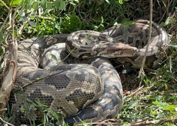 முல்லைத்தீவு பகுதியில் பிடிபட்ட இராட்சத மலைப்பாம்பு