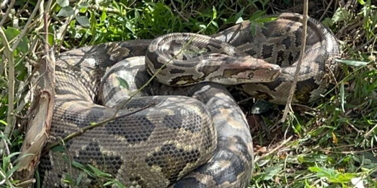 முல்லைத்தீவு பகுதியில் பிடிபட்ட இராட்சத மலைப்பாம்பு