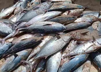 மீனவர்கள் வலையில் சிக்கும் அதிகளவான மீன்கள்!