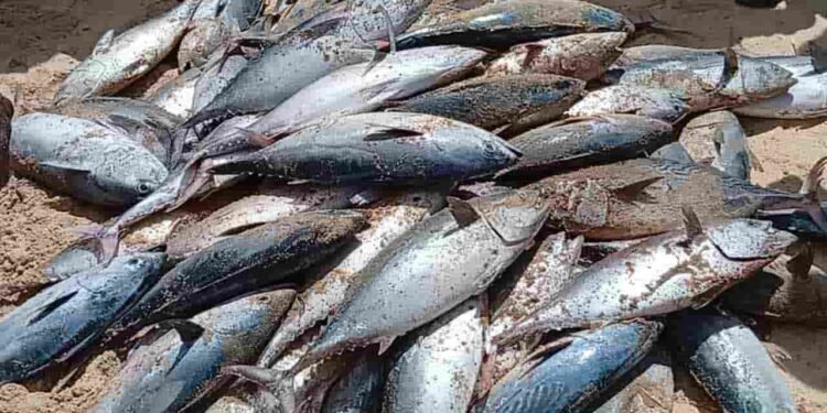 மீனவர்கள் வலையில் சிக்கும் அதிகளவான மீன்கள்!