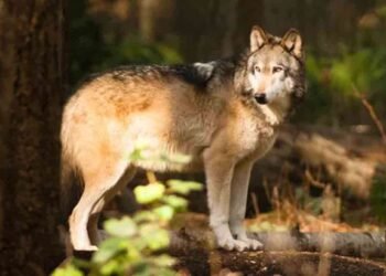 ஒநாய் கடித்து 6 பேர் பலி