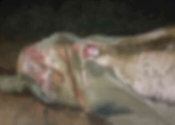 இரவு நேர ரயிலில் மோதி காட்டு யானை பலி