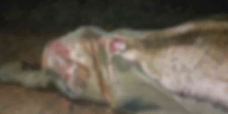 இரவு நேர ரயிலில் மோதி காட்டு யானை பலி