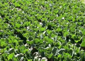 மரக்கறி விலை வீழ்ச்சி – விவசாயிகள் பாதிப்பு