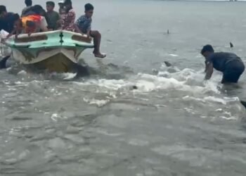 கடற்கரைக்கு முதல் முறையாக கூட்டமாக வந்த டொல்பின்கள்!