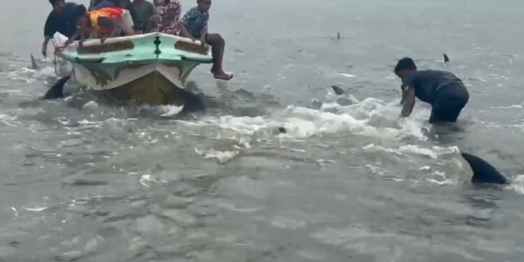 கடற்கரைக்கு முதல் முறையாக கூட்டமாக வந்த டொல்பின்கள்!