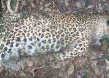 வெல்லவாயவில் சிறுத்தை ஒன்று சுட்டுக்கொலை