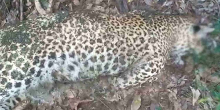 வெல்லவாயவில் சிறுத்தை ஒன்று சுட்டுக்கொலை