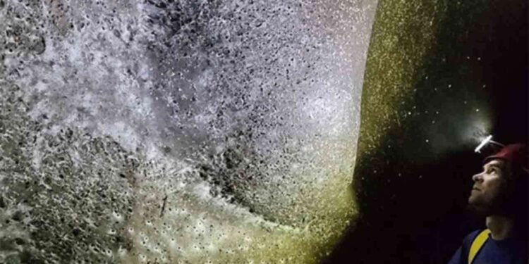 உலகின் மிகப்பெரிய கூட்டுச் சிலந்தி வலை கண்டுபிடிப்பு