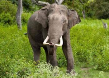 யானைகளை மீளப் பெருவது குறித்து பேசவில்லை – அரசாங்கம் அறிவிப்பு
