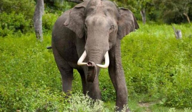 யானைகளை மீளப் பெருவது குறித்து பேசவில்லை – அரசாங்கம் அறிவிப்பு