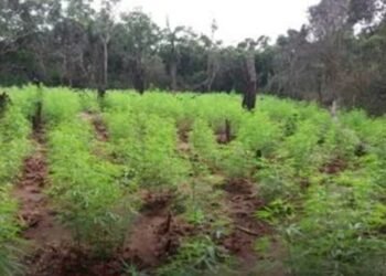 பல லட்சம் ரூபா பெறுமதியான கஞ்சா செடி தொகையுடன் ஒருவர் கைது