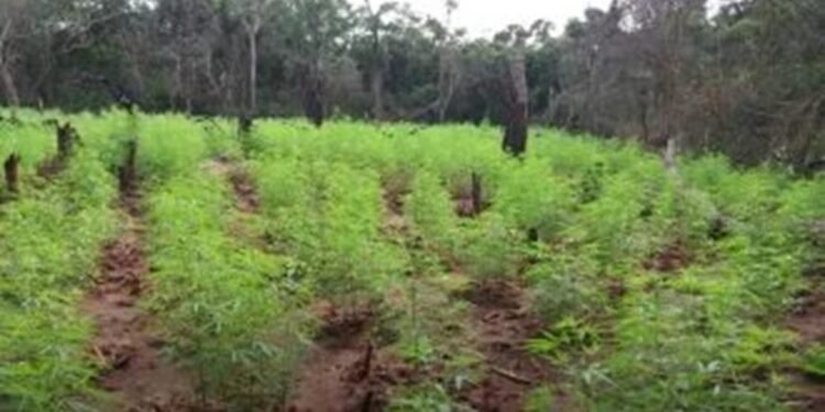 பல லட்சம் ரூபா பெறுமதியான கஞ்சா செடி தொகையுடன் ஒருவர் கைது