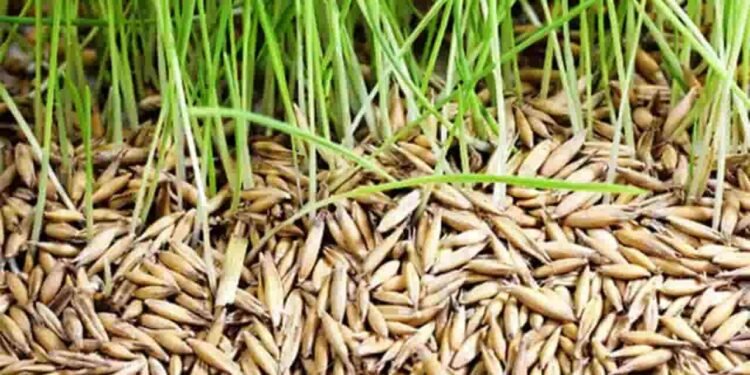 விதை நெல் உற்பத்திக்கு காப்புறுதித் திட்டம் அறிமுகம்