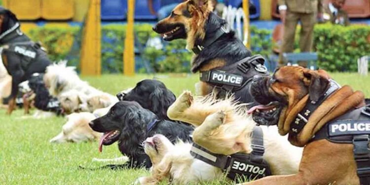 பாடசாலைகளில் போதைப்பொருள் சோதனை – பொலிஸ் நாய்களின் உதவி