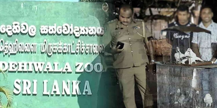 பொலிஸாரிடம் சிக்கிய புறா திருடன்!