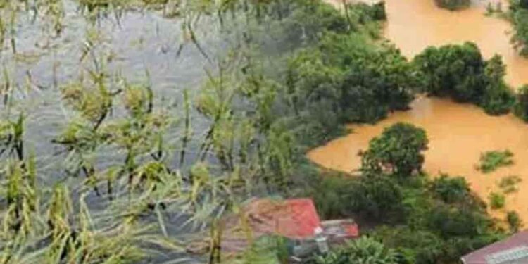 சேதமடைந்த பயிர்கள் தொடர்பில் வௌியான தகவல்