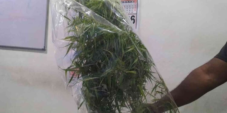 வவுனியாவில் கஞ்சா செடி விவகாரம் ஒருவர் கைது!