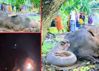 காட்டு யானை எரிப்பு சம்பவத்தில் குற்றவாளிகள் மூவர் கைது!