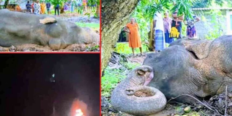 காட்டு யானை எரிப்பு சம்பவத்தில் குற்றவாளிகள் மூவர் கைது!