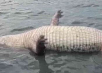 காத்தான்குடி வாவியில் கரை ஒதுங்கிய இராட்சத முதலை!