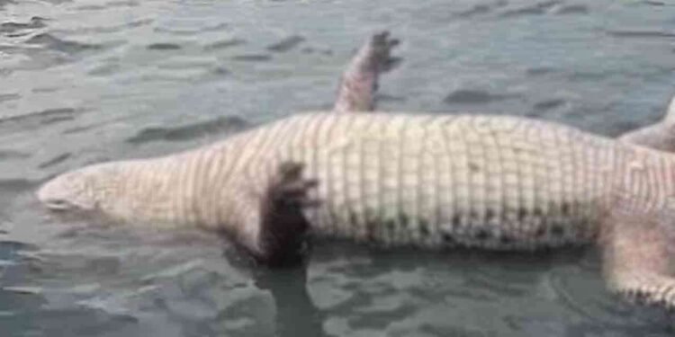 காத்தான்குடி வாவியில் கரை ஒதுங்கிய இராட்சத முதலை!