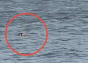 கொள்ளுப்பிட்டியில் மர்மமான உயிரிழந்த ஒருவரின் சடலம் கண்டெடுப்பு