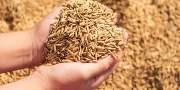 நெல் விலையை அதிகரிக்க அரசின் நடவடிக்கை – விவசாயிகளுக்கு நிவாரணம்!