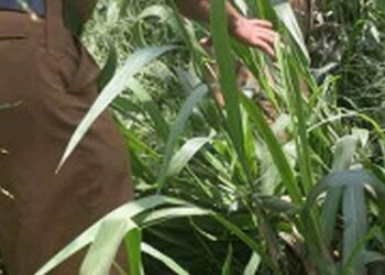 திக்வெல்லவில் காட்டிற்குள் ரிவோல்வர் மற்றும் கைக்குண்டு!