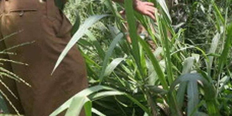 திக்வெல்லவில் காட்டிற்குள் ரிவோல்வர் மற்றும் கைக்குண்டு!