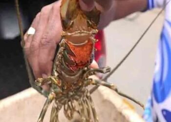 பிடிப்பதற்கு தடைசெய்யப்பட்ட சிங்கி இறால்களுடன் ஒருவர் கைது