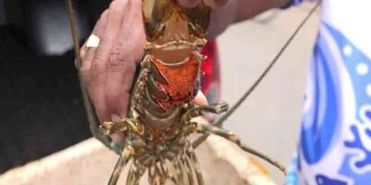 பிடிப்பதற்கு தடைசெய்யப்பட்ட சிங்கி இறால்களுடன் ஒருவர் கைது