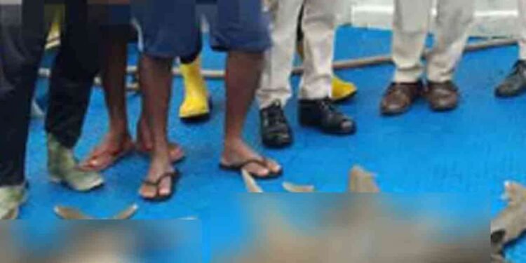 800 கிலோ சுறா மீன்களுடன் 7 நபர்கள் கைது!