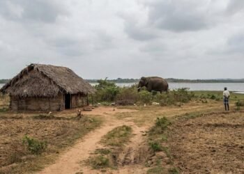 யானை தாக்குதலில் முதியவர் உயிரிழப்பு!