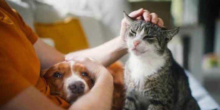 பூனைகளால் பரவும் நீர்வெறுப்பு நோய்; எச்சரிக்கிறது சுகாதாரத்துறை!