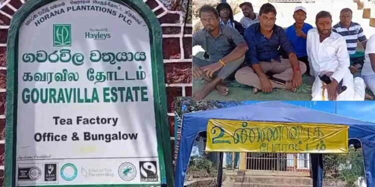 மஸ்கெலியா கவரவில தோட்டத் தொழிலாளர்களின் போராட்டம் வெற்றி