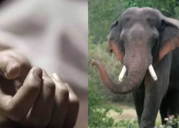 மட்டுவில் காட்டுயானைகள் தாக்கி ஒருவர் உயிரிழப்பு