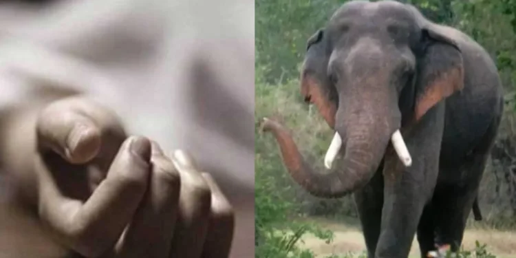 மட்டுவில் காட்டுயானைகள் தாக்கி ஒருவர் உயிரிழப்பு