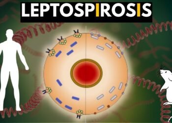 எலிக்காய்ச்சல் குறித்து எச்சரிக்கை