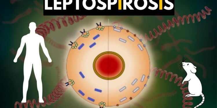 எலிக்காய்ச்சல் குறித்து எச்சரிக்கை