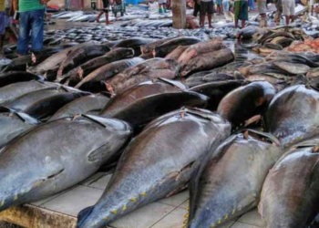 மீன் விலையில் வீழ்ச்சி