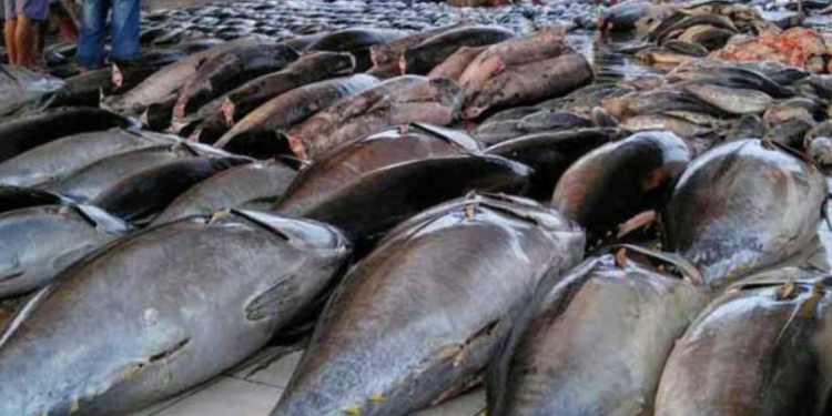 மீன் விலையில் வீழ்ச்சி