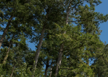 கனடாவில் விசித்திரமான வழக்கு: அண்டை வீட்டு மரங்கள் மீது குற்றச்சாட்டு