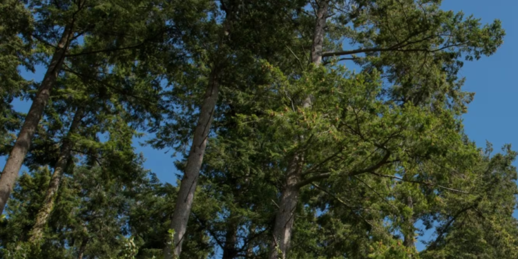 கனடாவில் விசித்திரமான வழக்கு: அண்டை வீட்டு மரங்கள் மீது குற்றச்சாட்டு