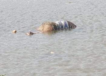 நுவரெலியா கிரகரி வாவியில் ஆண் ஒருவரின் சடலம் மீட்பு